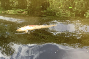 Рыба в Клязьме под Владимиром продолжает массово гибнуть
