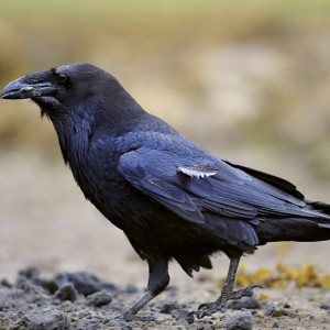 Народные приметы на 17 марта: что можно и нельзя делать в день Герасима Грачевника