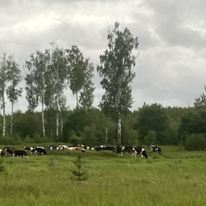 Кучки и Драчево. Какие названия сел и деревень могут исчезнуть во Владимирской области