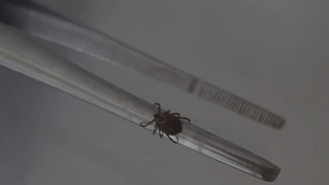 За неделю клещи укусили 74 взрослых и 17 детей во Владимирской области