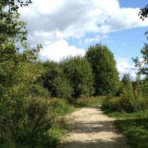 Жители Владимира повздорили с мэром из-за вырубки деревьев в парке у ДТЮ