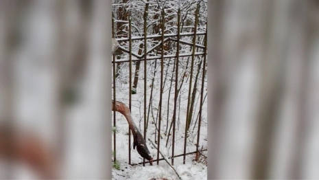 В Киржачском районе снесут забор, за который зацепился и погиб лось