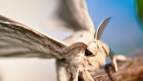 Во Владимирской области установили 6 феромонных ловушек на шелкопряда