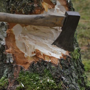 Во Владимирской области вырубка кленов и лип обернулась уголовным делом