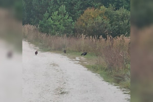 В Гусь-Хрустальном районе увидели самку глухаря с птенцами