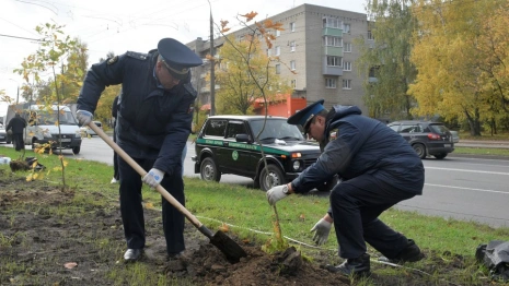 Во Владимире высадили 20 саженцев черешчатого дуба