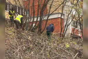 Во Владимире склон на Мира очистили от сорняков и поросли