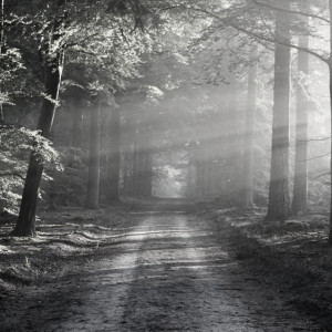 Пропавшую во Владимирской области 60-летнюю женщину нашли мертвой