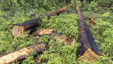 Жителя Судогды будут судить за вырубку леса на 750 тыс. рублей