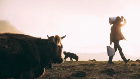 Владимирские фермеры пожаловались на закупочные цены на молоко