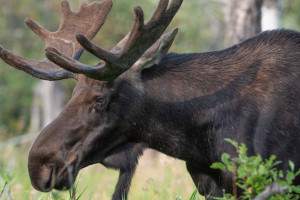 Во Владимирской области водитель сбил лося