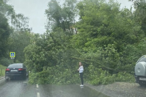 Во Владимире начали убирать поваленные деревья и откачивать воду после ливня