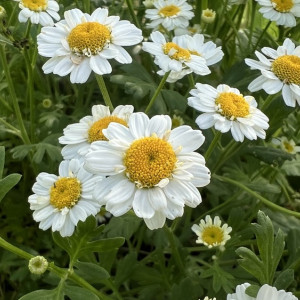 В Муроме «ромашковые медали» вручат 53-м семьям