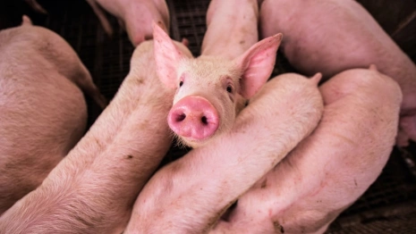 Свиней на восстановленный под Александровом комплекс завезут в начале 2023 года