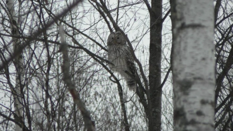 В одном из дворов Владимира заметили длиннохвостую неясыть