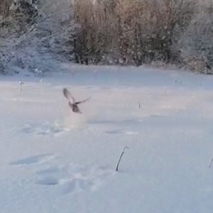 Во Владимирской области сняли момент вылета тетеревов из снежных лунок