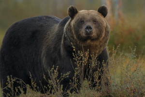В двух районах Владимирской области заметили следы волков и медведей