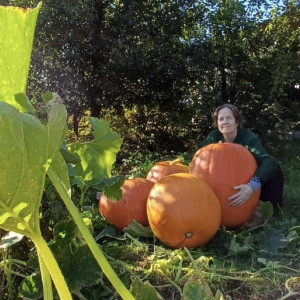 Жительница Меленок снова вырастила гигантские тыквы на огороде