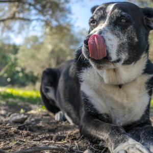 Во Владимирской области обнаружили два новых очага бешенства