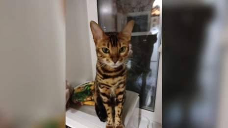 Во Владимире пропал бенгальский кот по кличке Барни