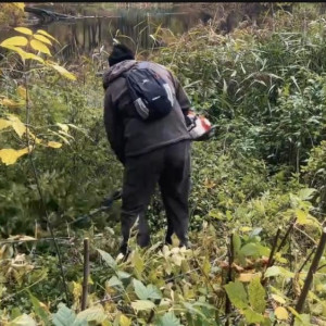 Для вырубки деревьев во Владимире создали бригаду специалистов