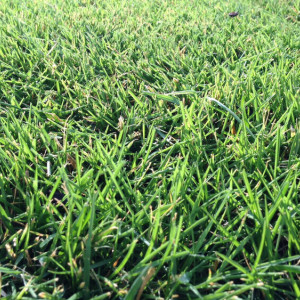 Во Владимирской области у владельца конфисковали 14 га заброшенных сельхозземель