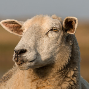 Онисим Овчарник: что можно и нельзя делать 28 февраля