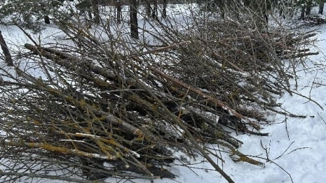 Ясеневая златка добралась до Кольчугинского района