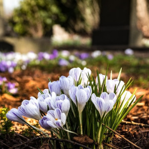 Во Владимире смертность в два раза превысила рождаемость