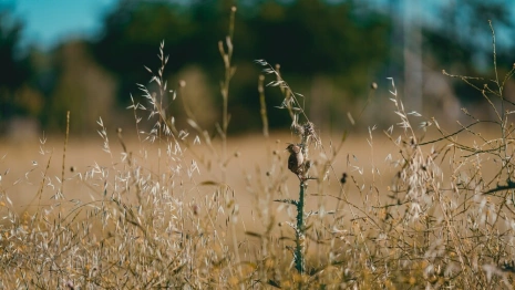 Во Владимирскую область вернулась аномально жаркая погода