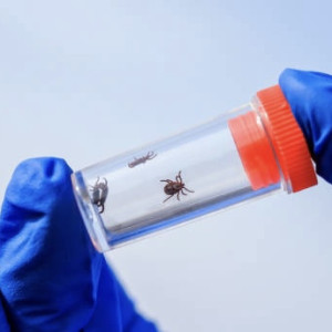 Во Владимирской области клещи укусили 42 взрослых и 16 детей