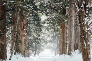 В Александрове пропавшего 50-летнего жителя с собакой нашли мертвым