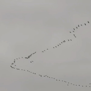 Во Владимирскую область после зимовки вернулись гуси