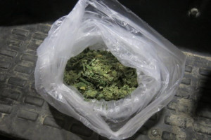 Во Владимирской области сотрудника ФСИН задержали за выращивание конопли