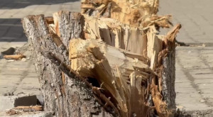 В историческом центре Владимира вандалы спилили молодые деревья