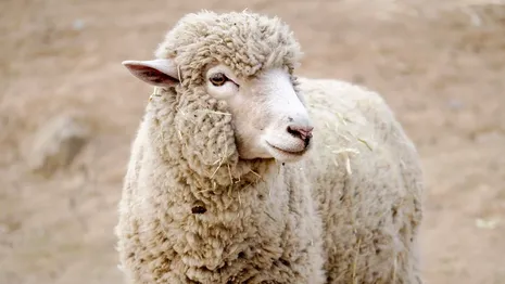 Во Владимирской области нашли седьмой очаг оспы овец и коз
