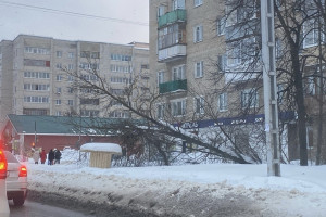 Жители Александрова возмутились рухнувшим деревом