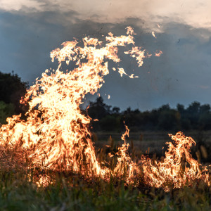 Во Владимирской области заговорили о введении противопожарного режима с 13 апреля
