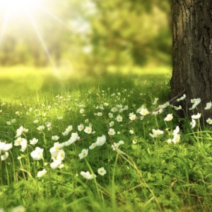 Во Владимирскую область придет жара в +26 градусов