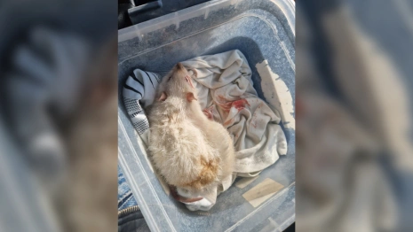 Во Владимирской области расстреляли двух крыс