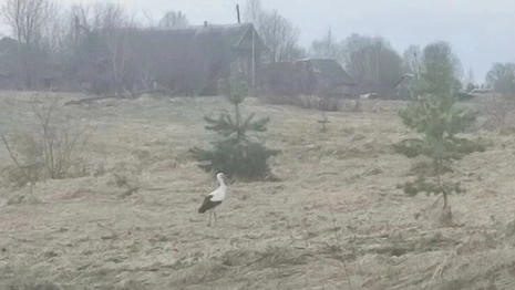 В Меленковском районе заметили величественного аиста