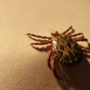 Во Владимирской области клещей сняли с 12 детей и 16 взрослых