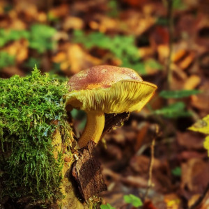 Супруги пропали в лесу во Владимирской области
