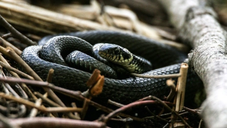 «Не убивайте!» Как отличить ядовитых змей и что делать при встрече с ними
