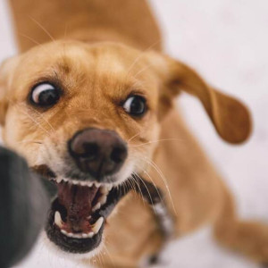 Жительница Гороховца отсудила 50 тыс. рублей за укус собаки