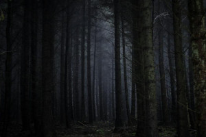 Во Владимирской области нашли труп пропавшего в июле мужчины