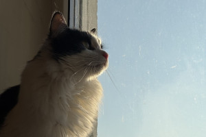 Мошенники начали обманывать жителей Владимирской области под предлогом изъятия питомцев