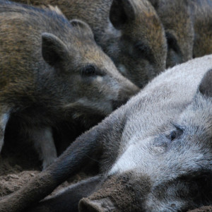 Во Владимирской области запретят охоту из-за африканской чумы свиней