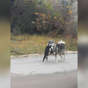 В поселке под Гусь-Хрустальным бездомные собаки загрызли 40 кошек