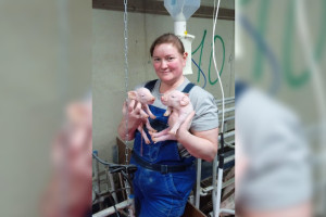 Во Владимирской области свинокомплексы выпустили первую партию мяса